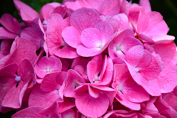 pink elf french hydrangea bush up close summerwinds california